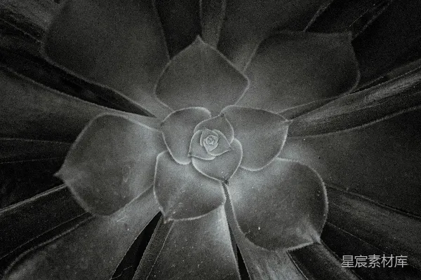 高清摄影 一朵花的特写