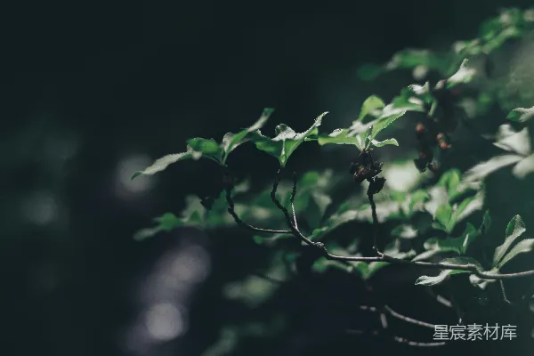 一棵植物的特写镜头，叶片清晰