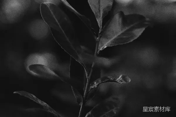 高清摄影 灰度照片中的植物上有水滴