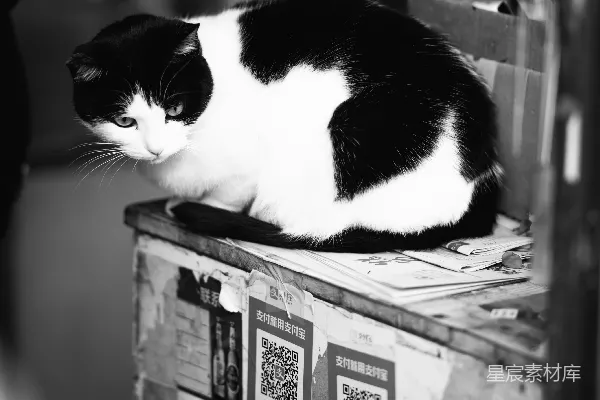 高清摄影 一只黑白相间的猫坐在一个木箱顶上。