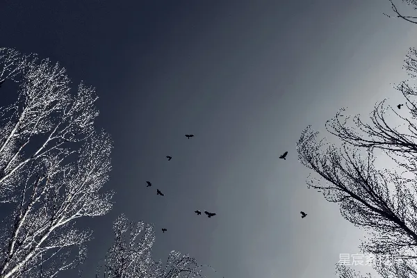 高清摄影 一群鸟在阴云密布的天空中飞翔。
