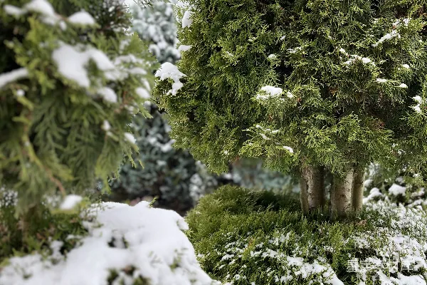 几棵树上覆盖着白雪