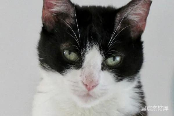 高清摄影 黑白相间的猫在白色表面上