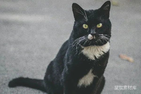高清摄影 一只黑白相间的猫坐在地上
