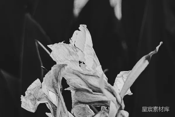 高清摄影 枯萎的花朵映衬在深色的纹理背景前。