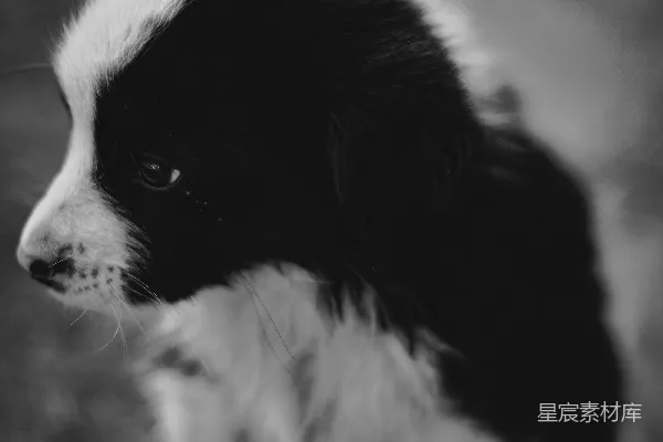 高清摄影 黑白边境牧羊犬幼犬