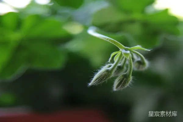 一棵植物的特写镜头，叶片为绿色。