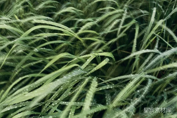 草的特写镜头