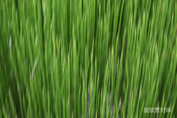 带有运动模糊效果的抽象绿色草叶