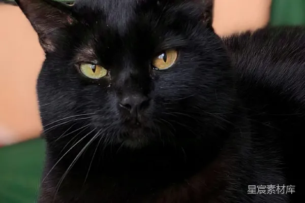 一只黑色的猫坐在绿色的椅子上。