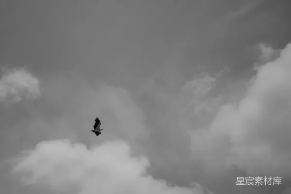 高清摄影 灰度照片，鸟在阴云密布的天空中飞翔。