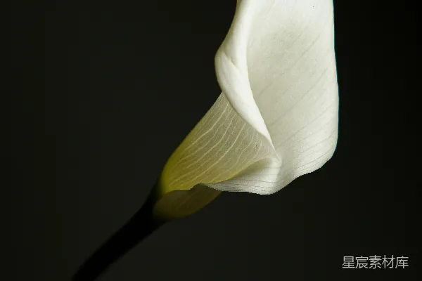 高清摄影 一朵白花在黑色背景前