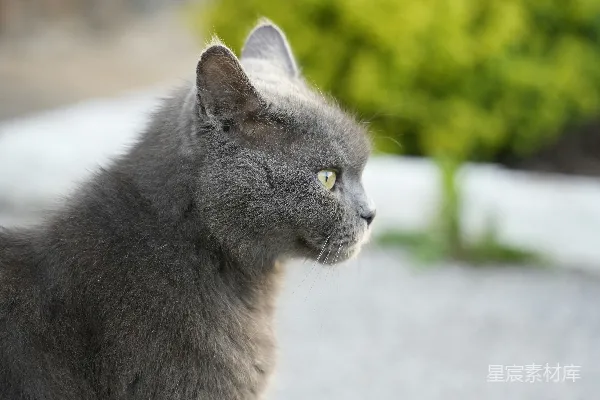 一只灰色的猫坐在人行道上。