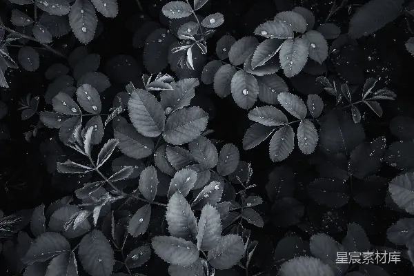 高清摄影 一张黑白照片，展示了一簇叶子。