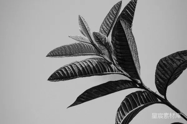 高清摄影 一张黑白照片，展示了一根树枝。