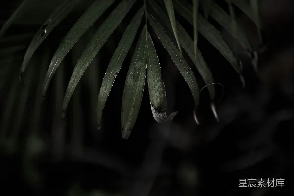 绿色叶子在近景摄影中的植物展示