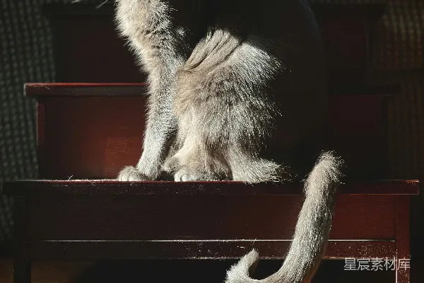 一只猫坐在椅子上