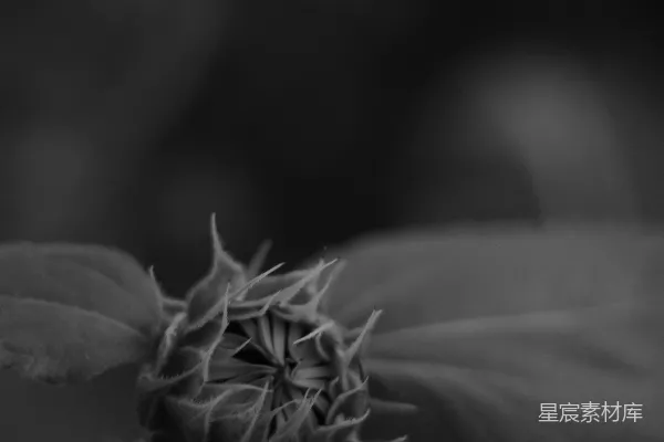 高清摄影 一株植物的特写