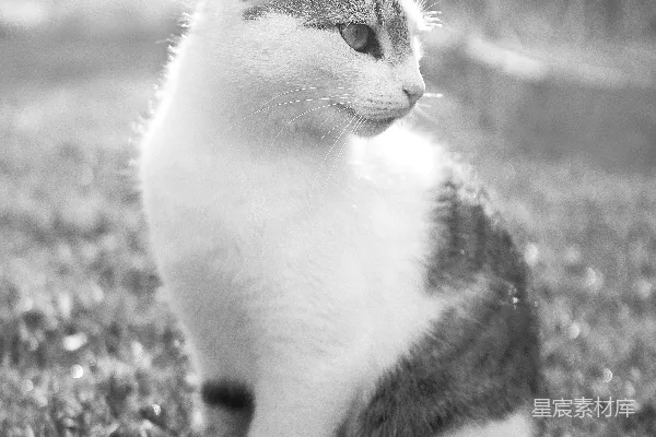 高清摄影 一只黑白相间的猫坐在草地上