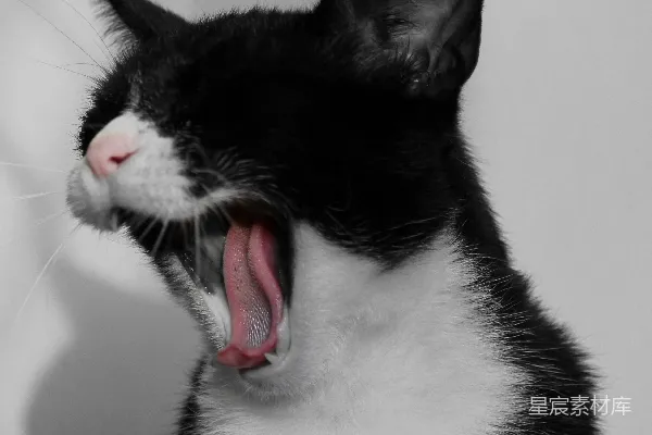 高清摄影 黑白色的猫伸出红色的舌头