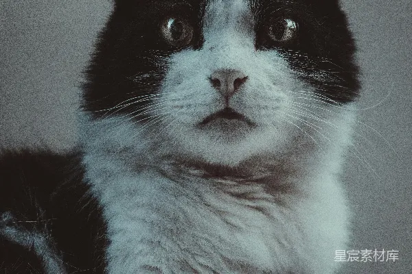 高清摄影 一只黑白相间的猫坐在桌子的顶部。