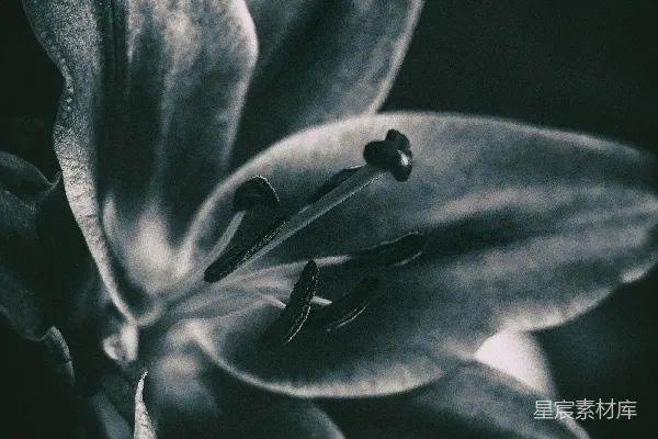 高清摄影 灰度照片的花蕾