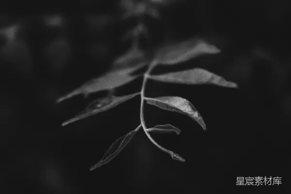 高清摄影 灰度摄影中的绿叶