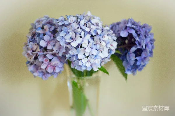蓝白花朵