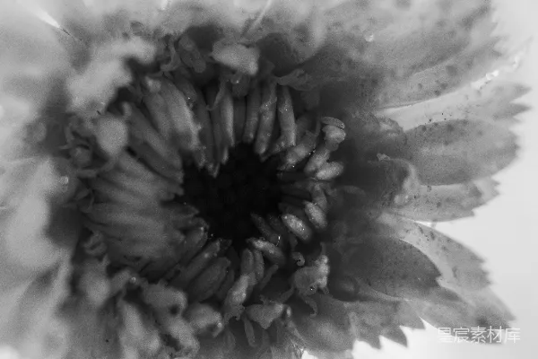 高清摄影 灰度照片中的开花花朵