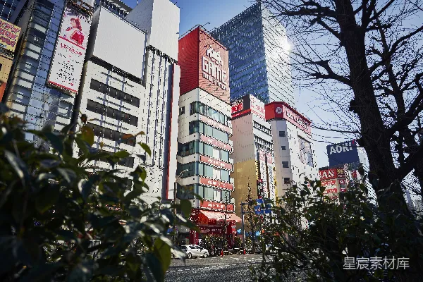 一条被高大建筑物和树木夹道的城市街道