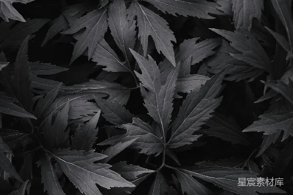 高清摄影 一张植物的特写照片