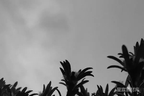 高清摄影 一张植物的特写图片