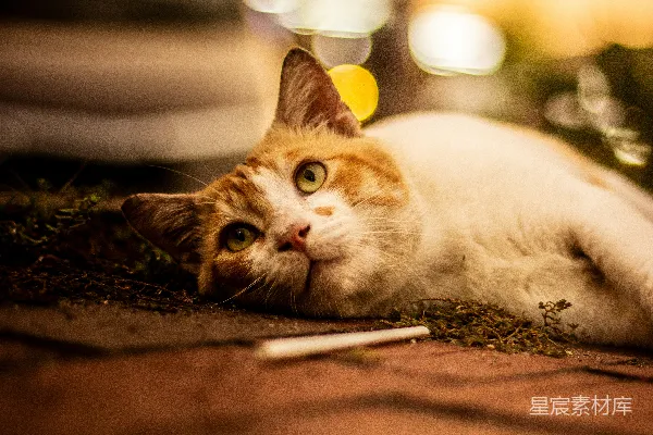 橘色花斑猫