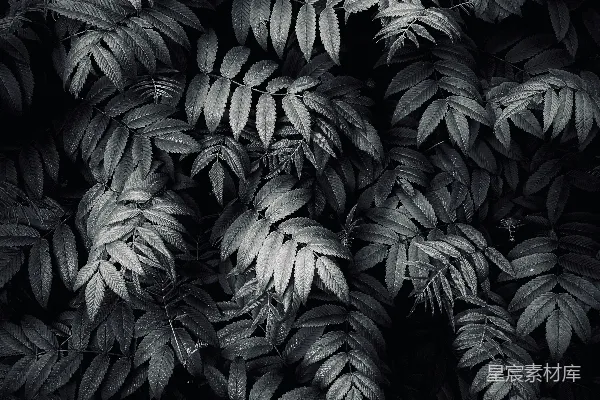 高清摄影 一张黑白照片中的树叶