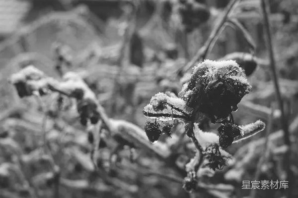 高清摄影 一张黑白照片，照片中植物上覆盖着积雪。