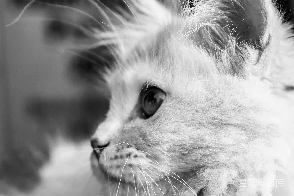 高清摄影 一只小白色的猫咪躺在毯子上。
