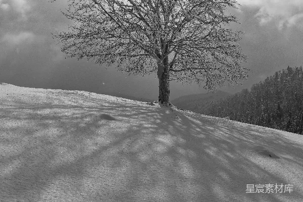 高清摄影 一片雪地中央的一棵孤树