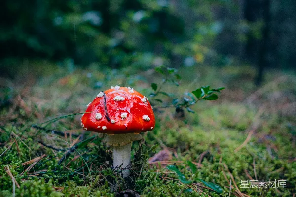 一团红色的蘑菇坐在郁郁葱葱的森林之上
