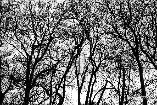 高清摄影 白天蓝天下光秃秃的树