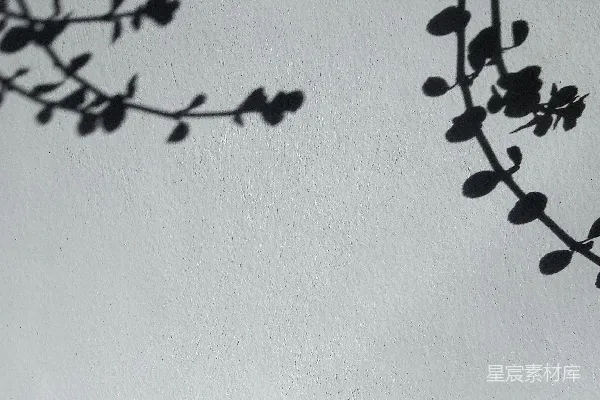 高清摄影 一张黑白照片，展示了一根树枝。