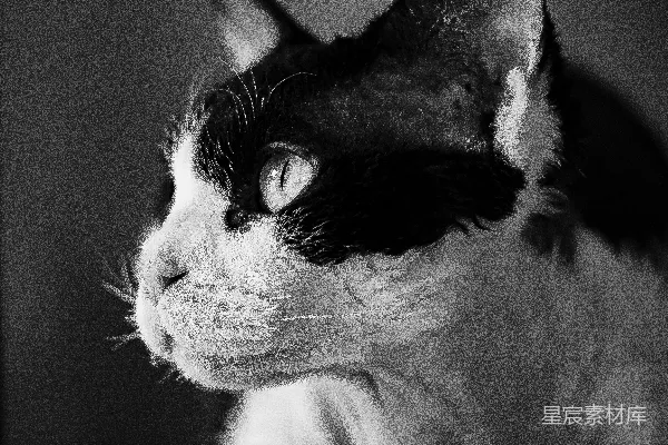 高清摄影 黑白照片中的猫，眼睛是黑色的。