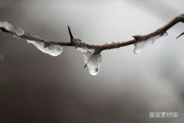 棕色茎上的白雪