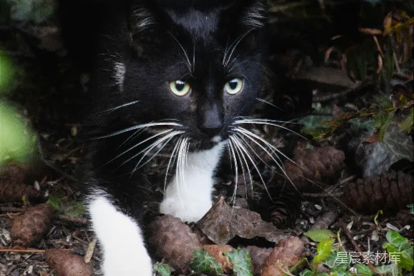 高清摄影 一只黑白相间的猫坐在地上
