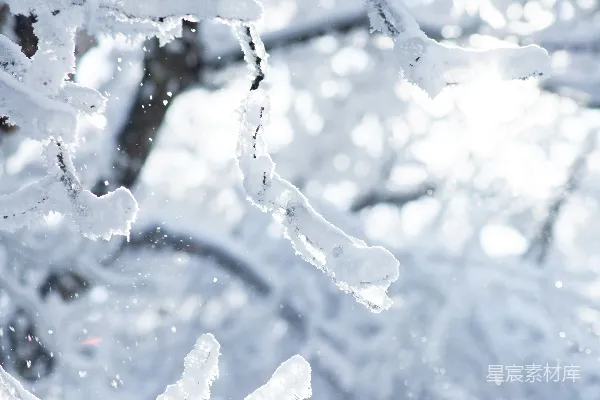 一棵树的特写镜头，上面覆盖着雪花