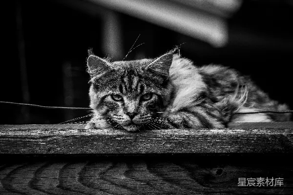 高清摄影 灰度照片中的虎斑猫