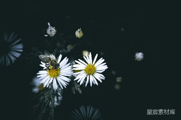 一束上面有蜜蜂的白色花朵