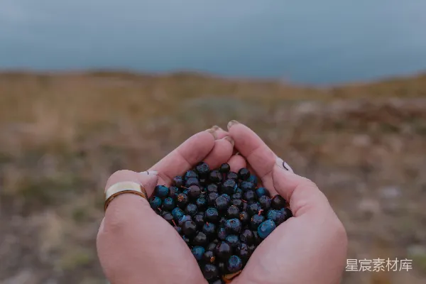 手中握着一把浆果的人