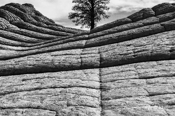 高清摄影 一张黑白照片，展示了一棵树在岩石构成的背景下。