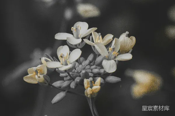 高清摄影 一张黑白照片，展示了一大束花。