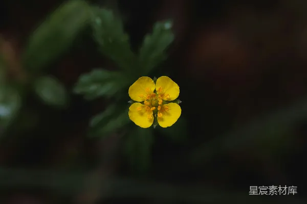 一朵小黄花，绿叶环绕。